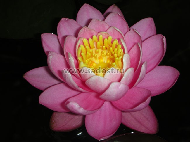 Кувшинка, нимфея Розовая /Nymphaea Carnea/ Кувшинка, нимфея Розовая /Nymphaea Carnea/