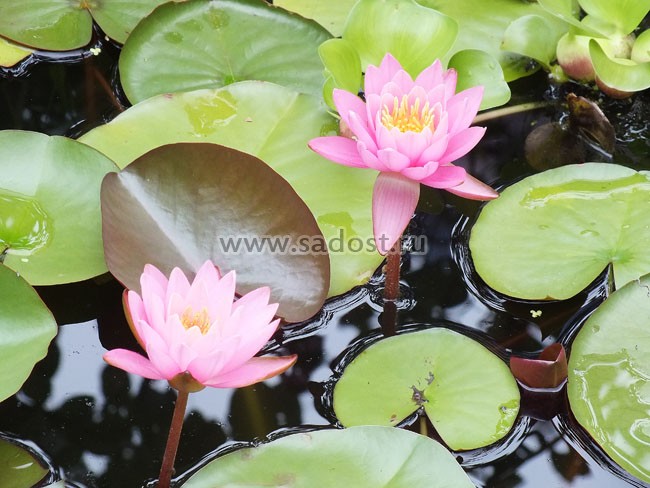 Кувшинка, нимфея Розовая /Nymphaea Carnea/ Кувшинка, нимфея Розовая /Nymphaea Carnea/
