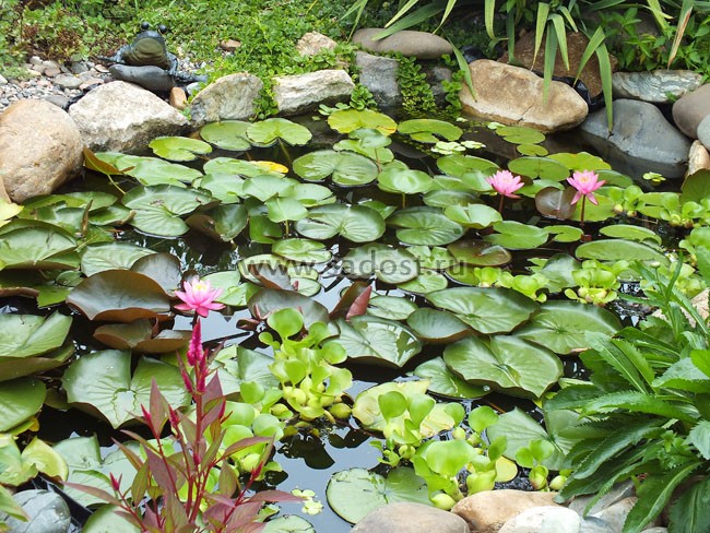 Кувшинка, нимфея Розовая /Nymphaea Carnea/ Кувшинка, нимфея Розовая /Nymphaea Carnea/