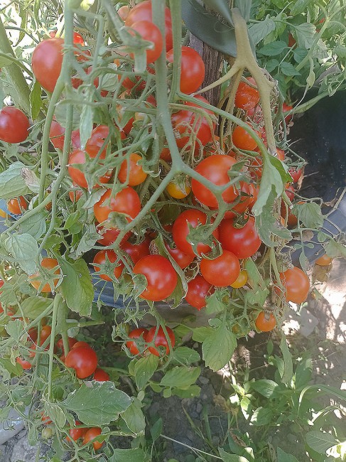 Семена: Томат Акробат красный /Tumbling Red/ Семена: Томат Акробат красный /Tumbling Red/