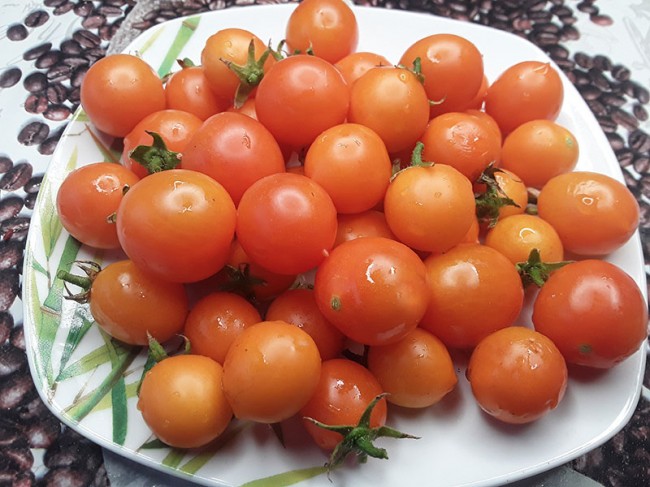 Семена: Томат Акробат /Tumbling Yellow/ Семена: Томат Акробат /Tumbling Yellow/