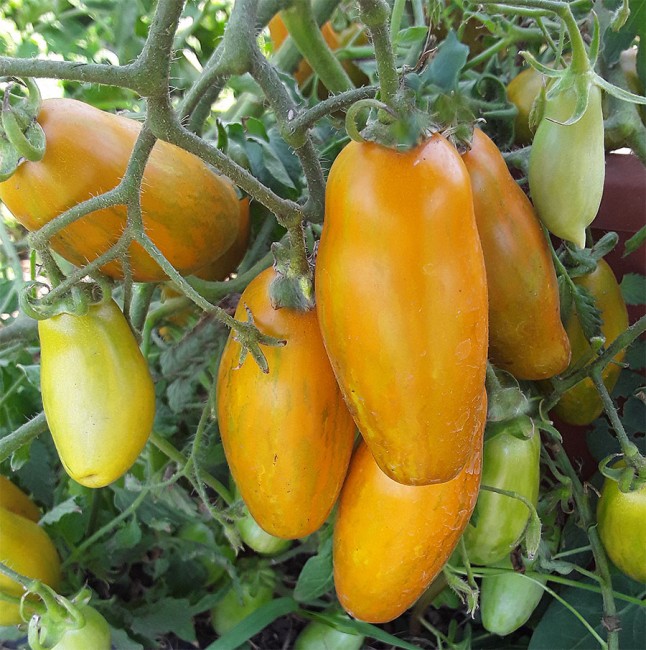 ������:����� ������� �������� /Favorie de Bretagne/