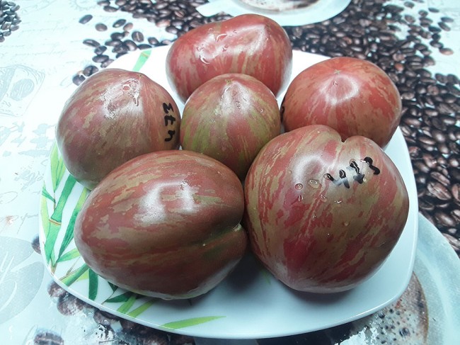 Семена: Томат Гном Грааль /Dwarf Grail / Семена: Томат Гном Грааль /Dwarf Grail /