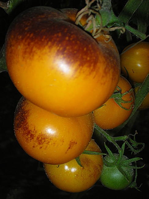 Семена:Томат Голубой апельсин  /Оранж блу/Orange Blue/