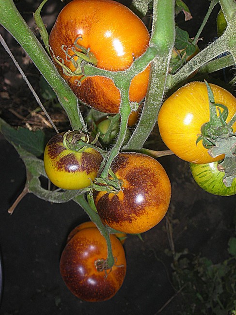 Семена:Томат Голубой апельсин  /Оранж блу/Orange Blue/