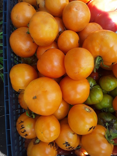 Семена: Томат Оранжевый бочок Семена: Томат Оранжевый бочок