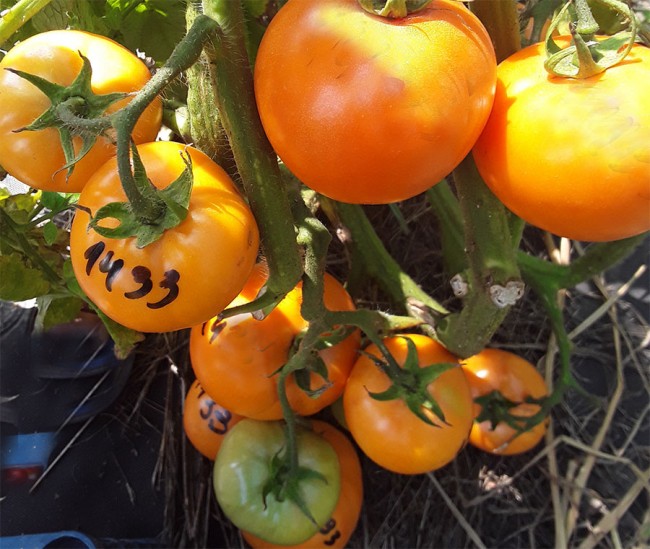 Семена: Томат Оранжевый бочок Семена: Томат Оранжевый бочок