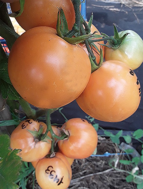 Семена: Томат Оранжевый бочок Семена: Томат Оранжевый бочок