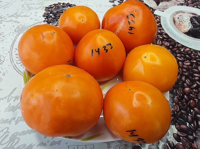 Семена: Томат Оранжевый бочок Семена: Томат Оранжевый бочок