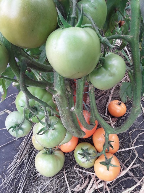 Семена: Томат Оранжевый бочок Семена: Томат Оранжевый бочок