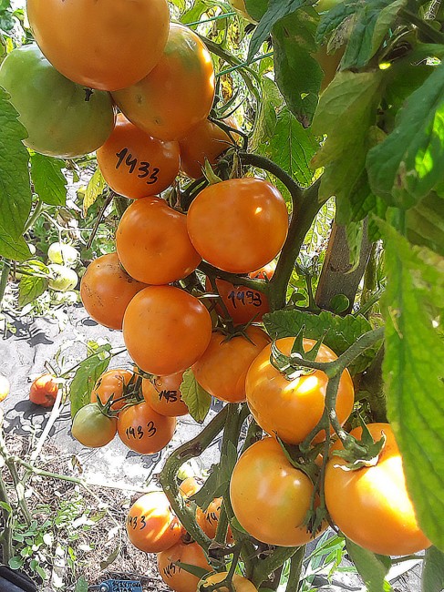 Семена: Томат Оранжевый бочок Семена: Томат Оранжевый бочок