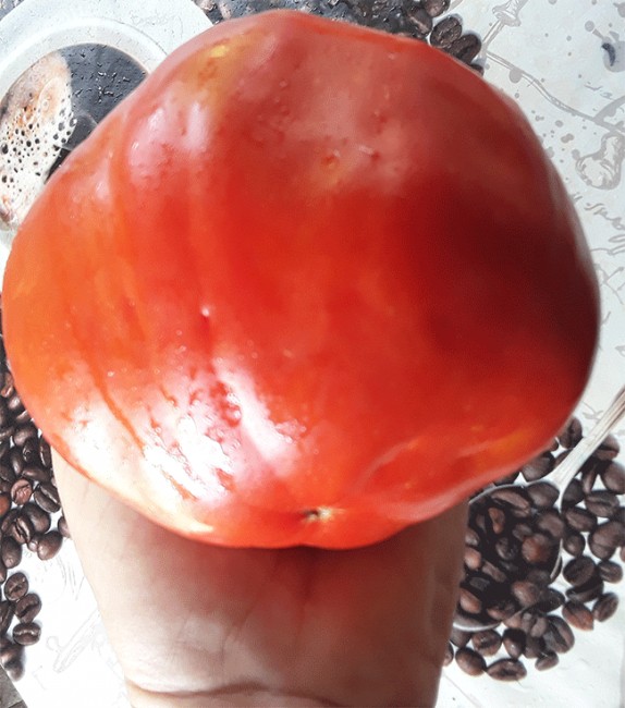 Семена: Томат Польская слива тети Сварло /Aunt Swarlo«s Polish Plum/ Семена: Томат Польская слива тети Сварло /Aunt Swarlo«s Polish Plum/