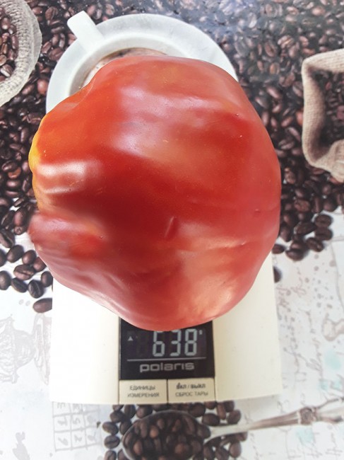 Семена: Томат Польская слива тети Сварло /Aunt Swarlo«s Polish Plum/ Семена: Томат Польская слива тети Сварло /Aunt Swarlo«s Polish Plum/