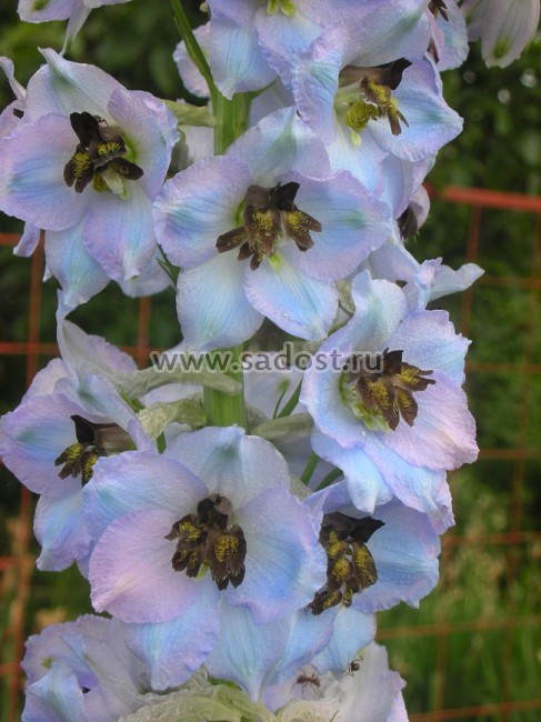 Дельфиниум высокий Моргентау /Delphinium Elatum Morgentau/. №5 Дельфиниум высокий Моргентау /Delphinium Elatum Morgentau/. №5