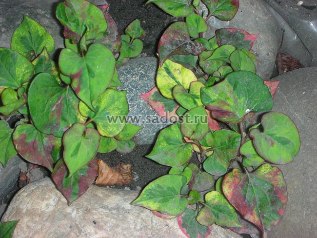 Хауттюйния сердцевидная /Houttuynia cordata/ Хауттюйния сердцевидная /Houttuynia cordata/