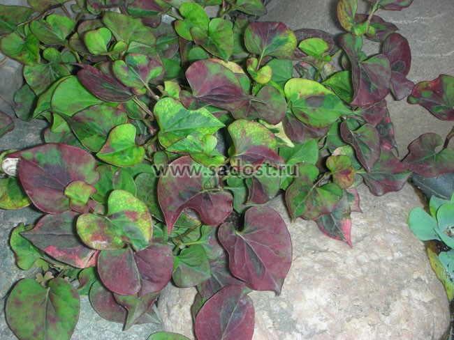 Хауттюйния сердцевидная /Houttuynia cordata/ Хауттюйния сердцевидная /Houttuynia cordata/
