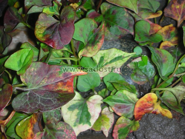 Хауттюйния сердцевидная /Houttuynia cordata/ Хауттюйния сердцевидная /Houttuynia cordata/