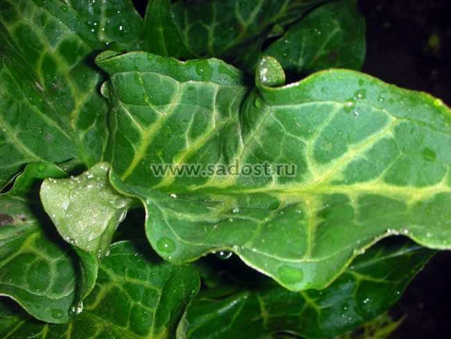 Арум италикум /Arum italicum/ Арум италикум /Arum italicum/