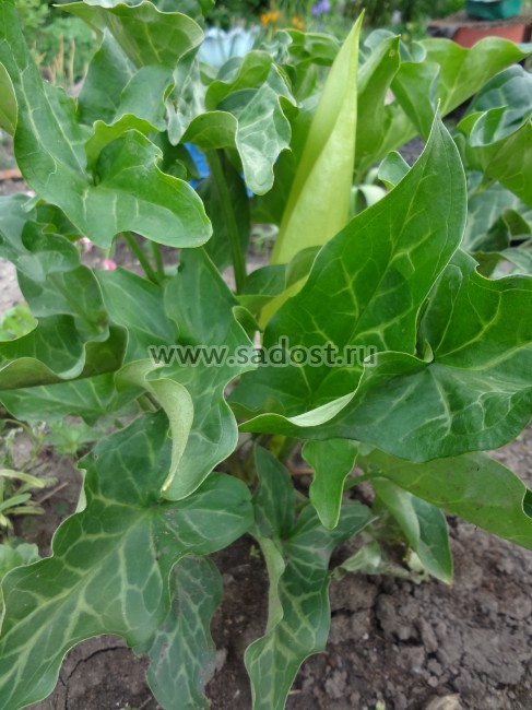 Арум италикум /Arum italicum/ Арум италикум /Arum italicum/