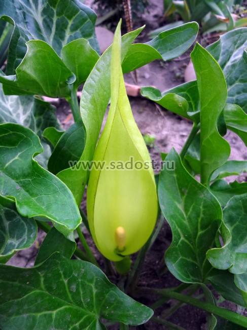 Арум италикум /Arum italicum/ Арум италикум /Arum italicum/
