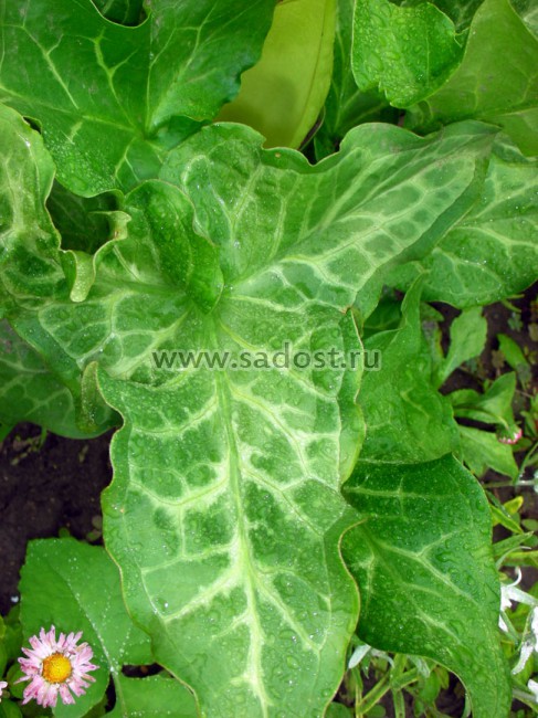 Арум италикум /Arum italicum/ Арум италикум /Arum italicum/