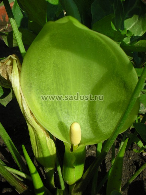 Арум италикум /Arum italicum/ Арум италикум /Arum italicum/