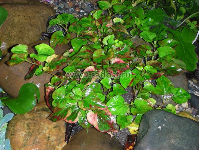 Хауттюйния сердцевидная /Houttuynia cordata/ Хауттюйния сердцевидная /Houttuynia cordata/