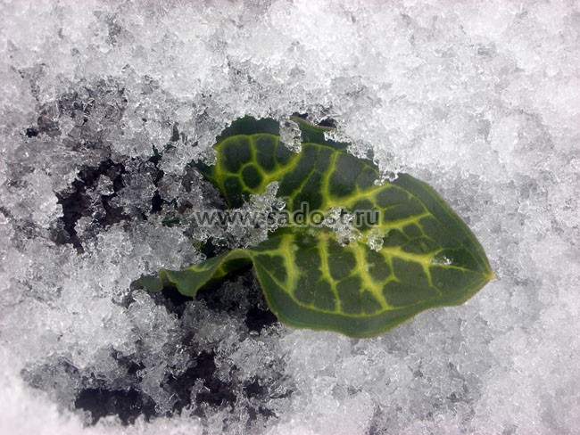 Арум италикум /Arum italicum/ Арум италикум /Arum italicum/