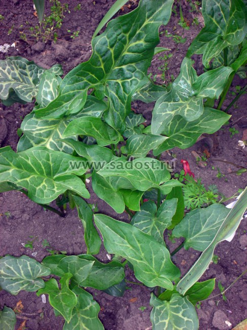Арум италикум /Arum italicum/ Арум италикум /Arum italicum/