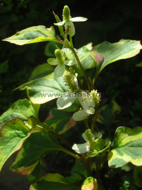 Хауттюйния сердцевидная /Houttuynia cordata/ Хауттюйния сердцевидная /Houttuynia cordata/