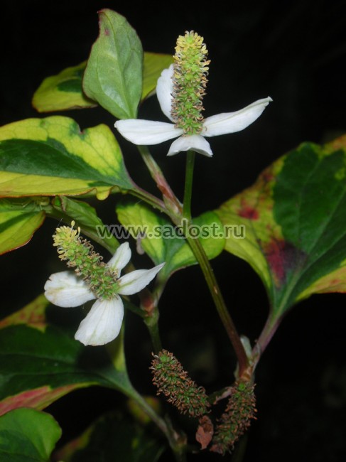 Хауттюйния сердцевидная /Houttuynia cordata/ Хауттюйния сердцевидная /Houttuynia cordata/