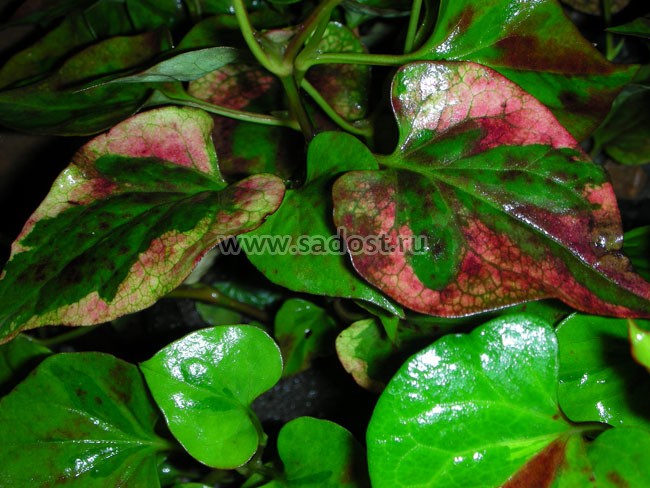 Хауттюйния сердцевидная /Houttuynia cordata/ Хауттюйния сердцевидная /Houttuynia cordata/