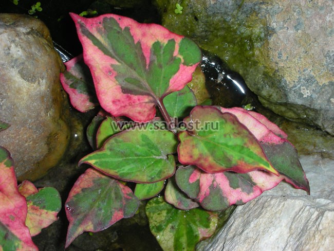 Хауттюйния сердцевидная /Houttuynia cordata/ Хауттюйния сердцевидная /Houttuynia cordata/