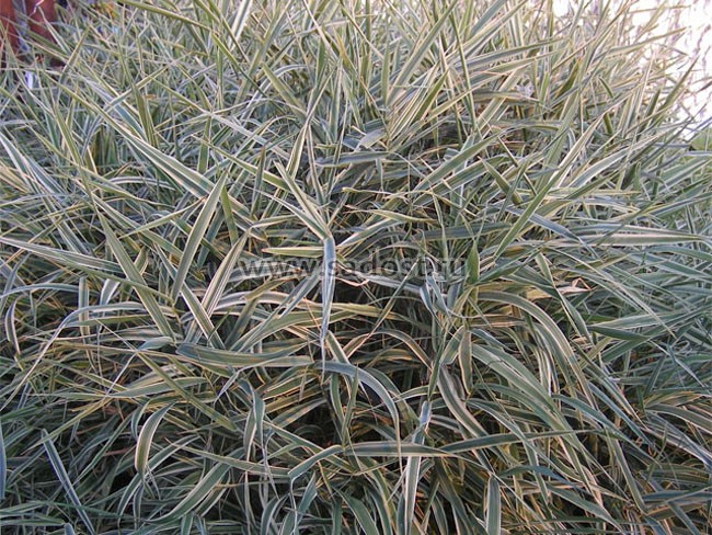 Фалярис тростниковый Триколор /Phalaris arundinacea Tricolor/ Фалярис тростниковый Триколор /Phalaris arundinacea Tricolor/