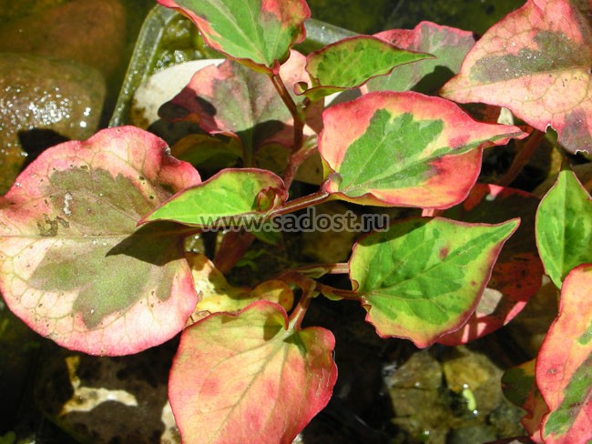 Хауттюйния сердцевидная /Houttuynia cordata/ Хауттюйния сердцевидная /Houttuynia cordata/