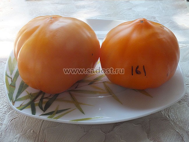 Томат Король Лондона Фото Характеристика