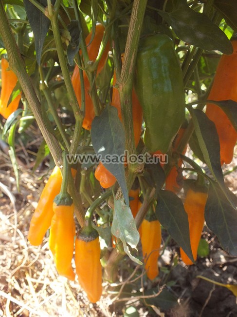 Семена: Перец острый Халапеньо оранжевый /Jalapeno Orange/ Семена: Перец острый Халапеньо оранжевый /Jalapeno Orange/