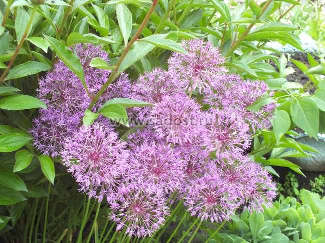 Лук декоративный Аллиум /Allium/ Лук декоративный Аллиум /Allium/