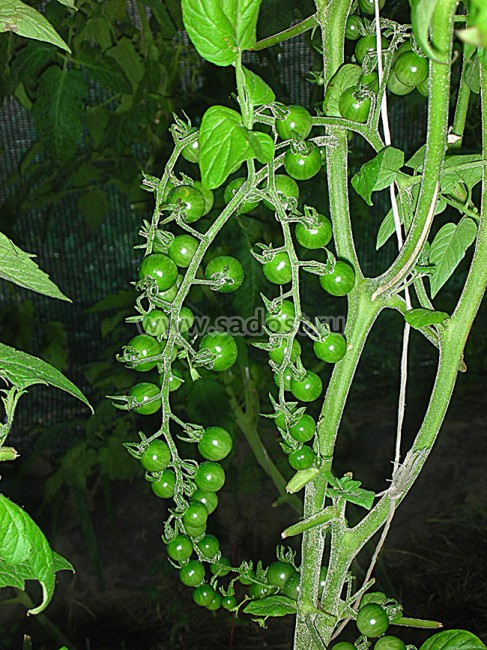 Семена: Томат Золотая лихорадка /Currant Gold Rush/ Семена: Томат Золотая лихорадка /Currant Gold Rush/