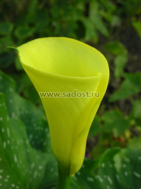 Калла Блек Меджик / Zantedeschia Black Magic/ Калла Блек Меджик / Zantedeschia Black Magic/