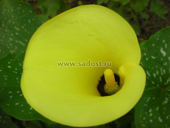 Калла Блек Меджик / Zantedeschia Black Magic/ Калла Блек Меджик / Zantedeschia Black Magic/