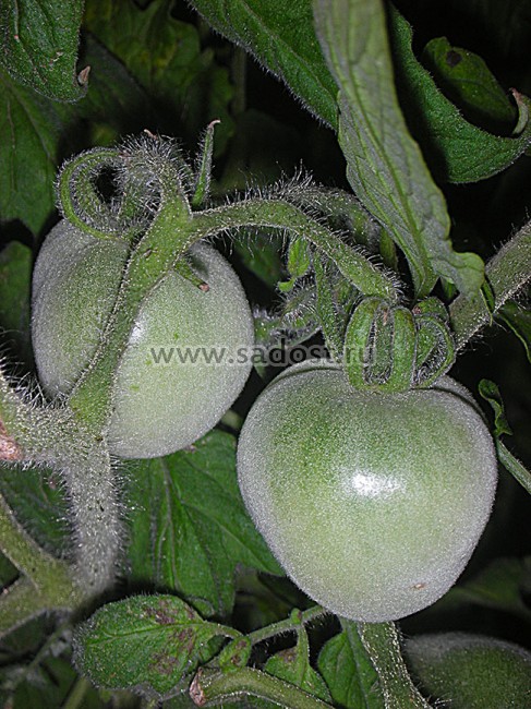 Томат молодчина семена алтая. Томат молодчина описание сорта. Семена алтая помидор комбат. Сорт томата молодчина. Томат комбат сибирская селекция.