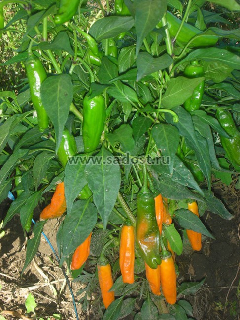Семена: Перец острый Халапеньо оранжевый /Jalapeno Orange/ Семена: Перец острый Халапеньо оранжевый /Jalapeno Orange/