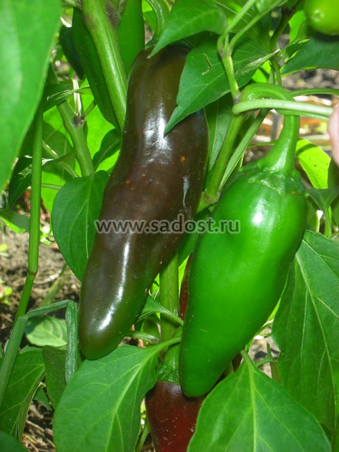 Семена:Перец острый Халапеньо Чипотле /Jalapeno Chipotle/ Семена:Перец острый Халапеньо Чипотле /Jalapeno Chipotle/