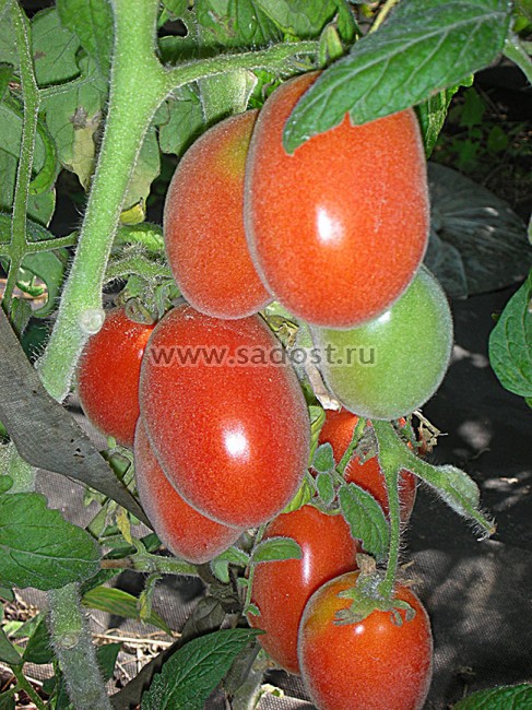 томат молодчина. томат бочата семена алтая. томат молодчина отзывы. томаты сорт аделина. томат молодчина семена алтая.