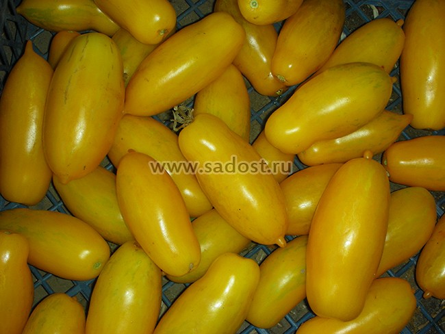 Томат Банановые ноги /Banana Legs/ Томат Банановые ноги /Banana Legs/