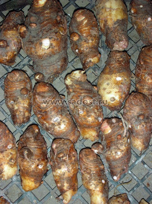 Арум италикум /Arum italicum/ Арум италикум /Arum italicum/