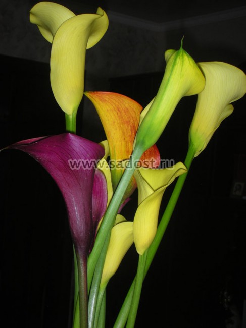 Калла Блек Меджик / Zantedeschia Black Magic/ Калла Блек Меджик / Zantedeschia Black Magic/