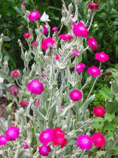 Лихнис корончатый Атросангинеус /Lychnis coronaria Atrosanguineus/ Лихнис корончатый Атросангинеус /Lychnis coronaria Atrosanguineus/