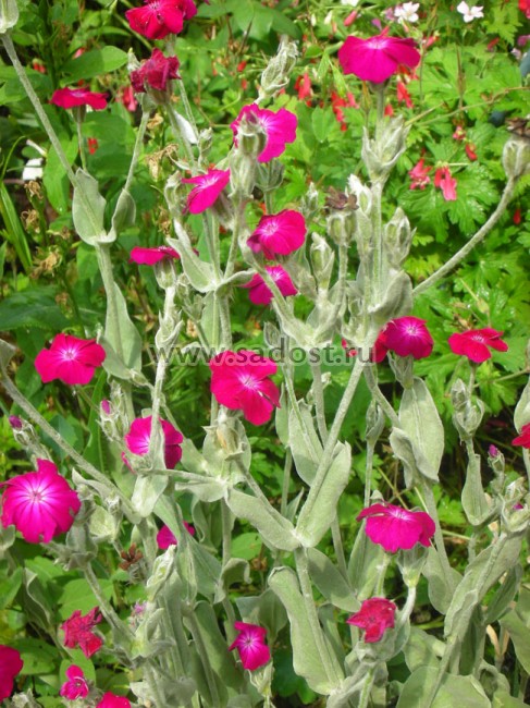 Лихнис корончатый Атросангинеус /Lychnis coronaria Atrosanguineus/ Лихнис корончатый Атросангинеус /Lychnis coronaria Atrosanguineus/